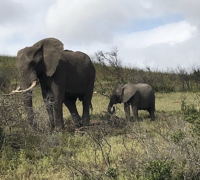 Freiwilligenarbeit Afrika | Südafrika, Zululand | Volunteering