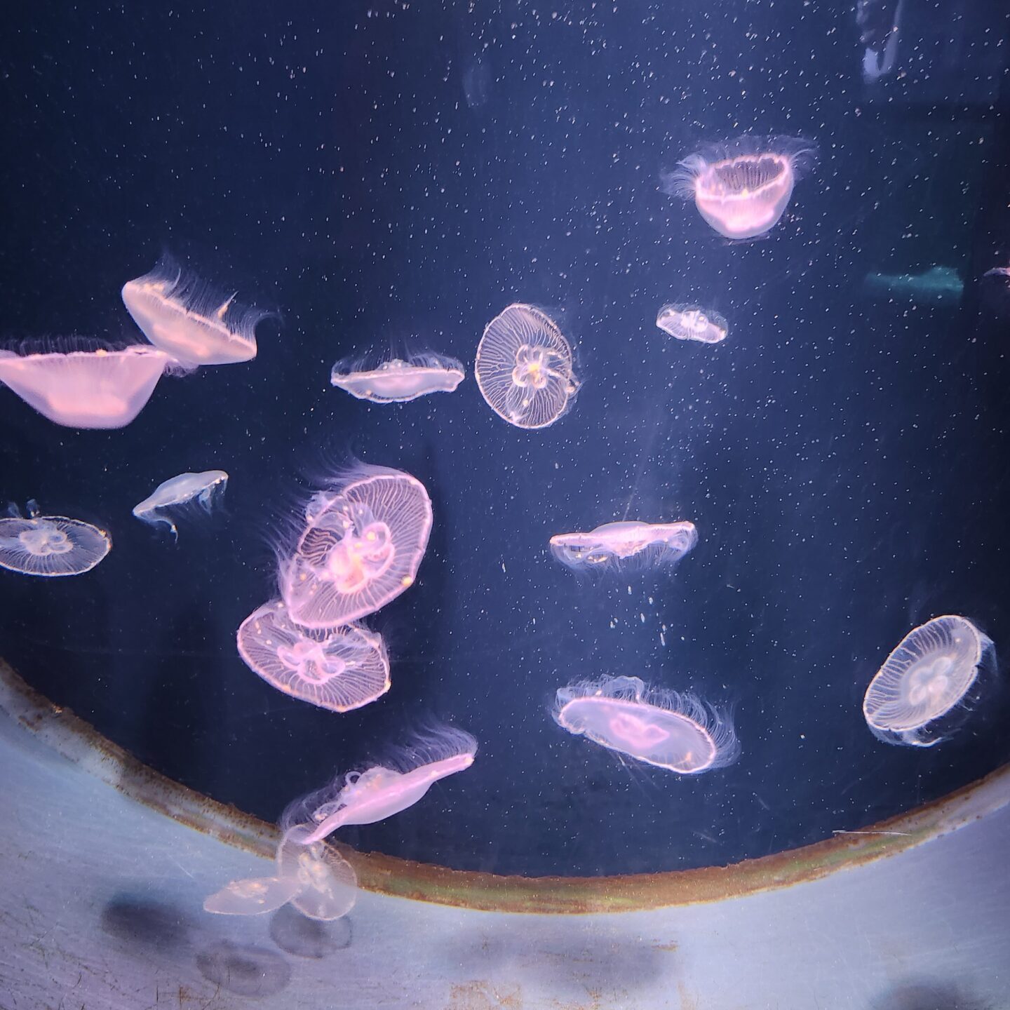 Brighton Sprachreise England - Sea Life Aquarium
